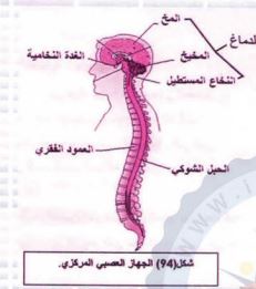 الجهاز العصبي المركزي